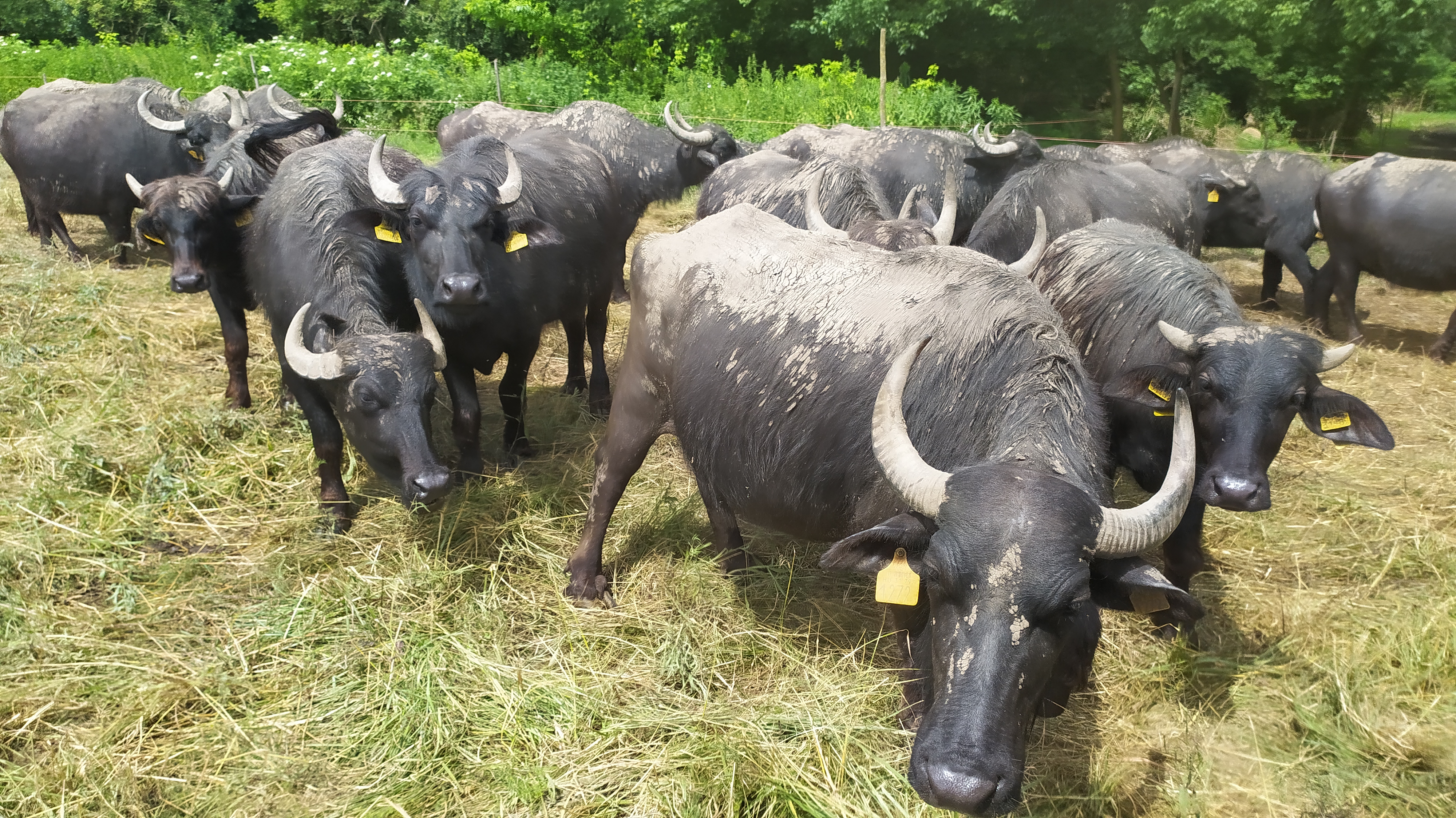 Grazing at a REAGRY pilot site