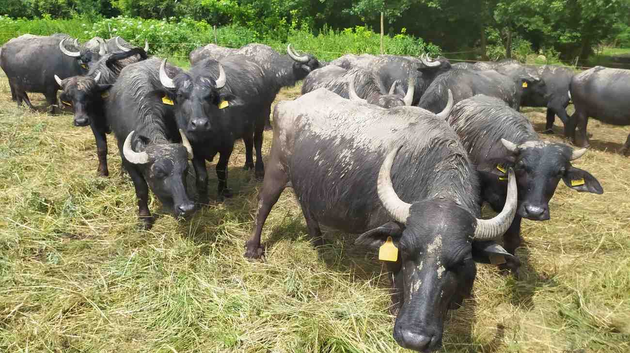 Grazing at a REAGRY pilot site