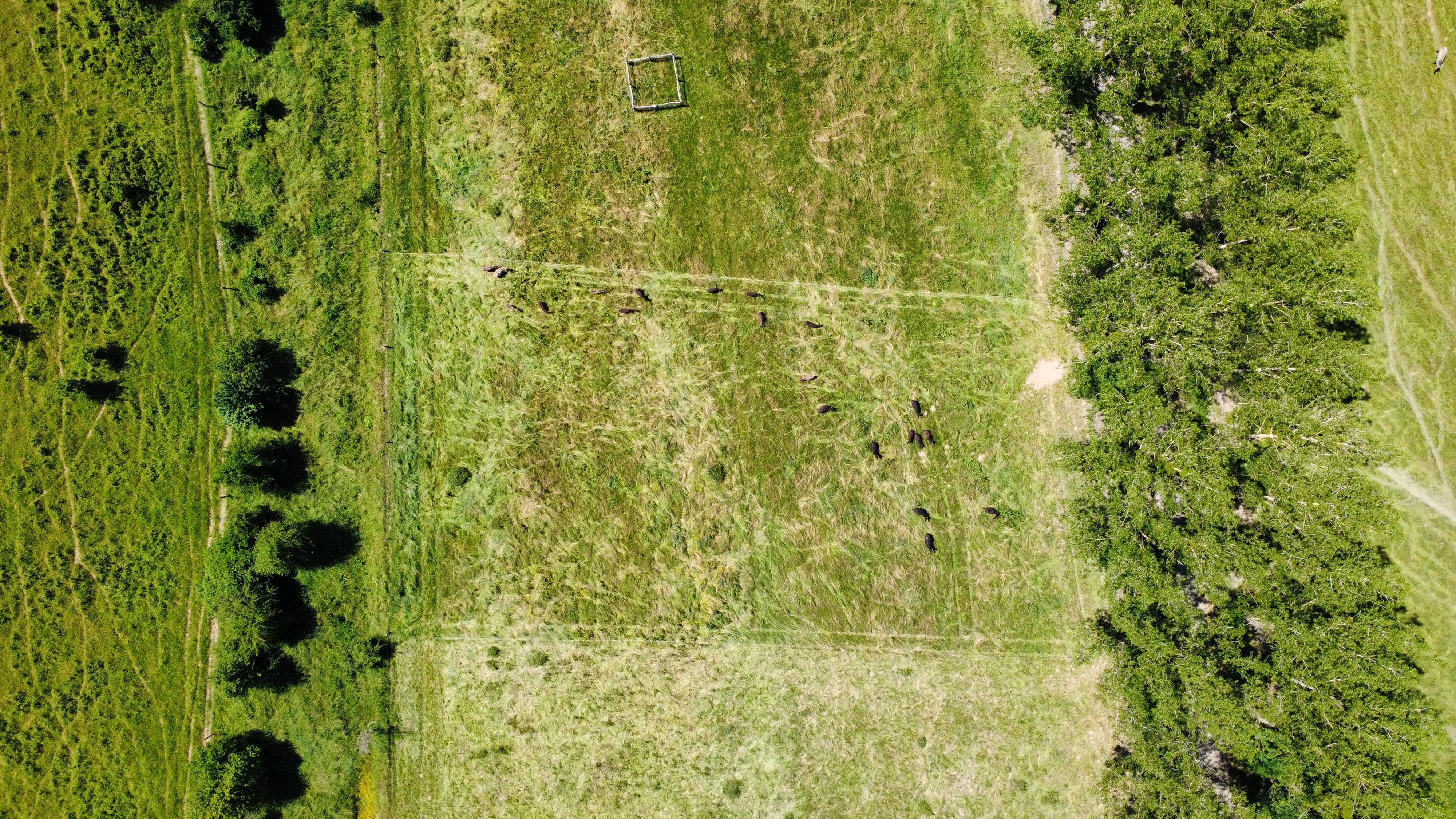 Romanian pilot — biodiversity-rich landscape, landscape restoration