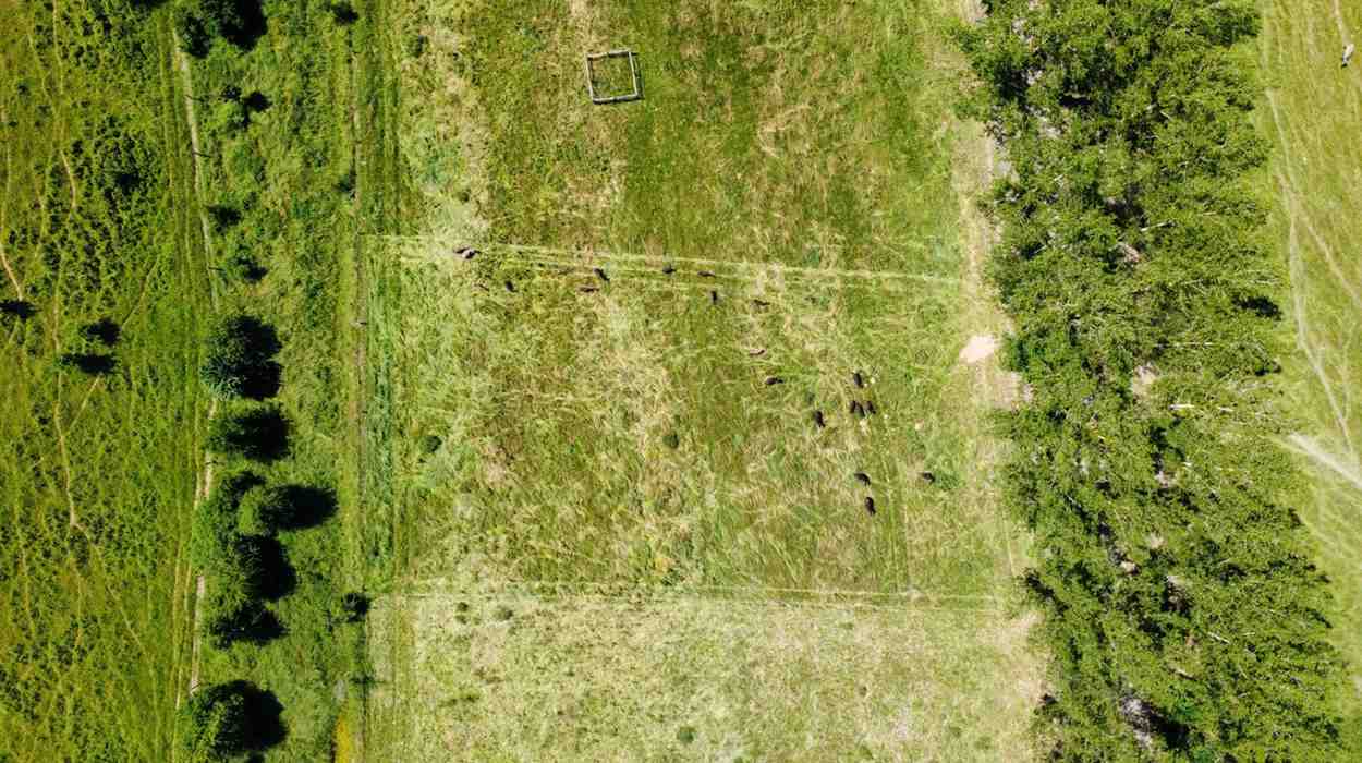 Romanian pilot — biodiversity-rich landscape, landscape restoration